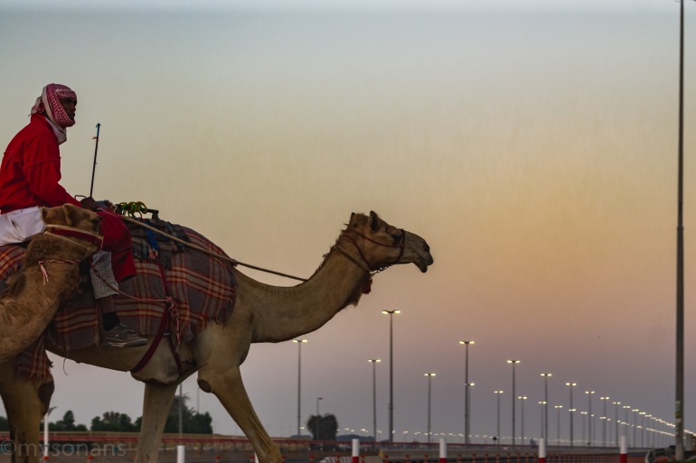 camel-racing-0433