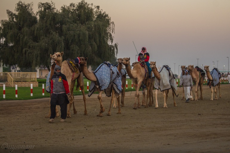 camel-racing-0436