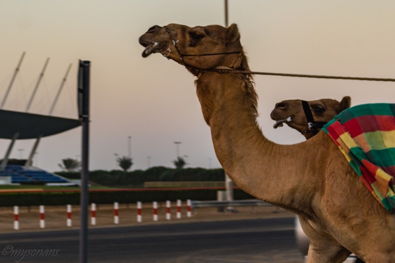 camel-racing-0439