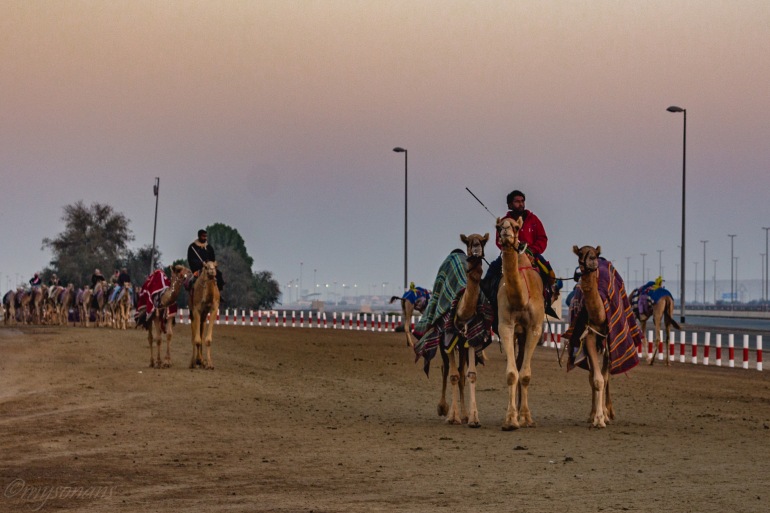 camel-racing-0448
