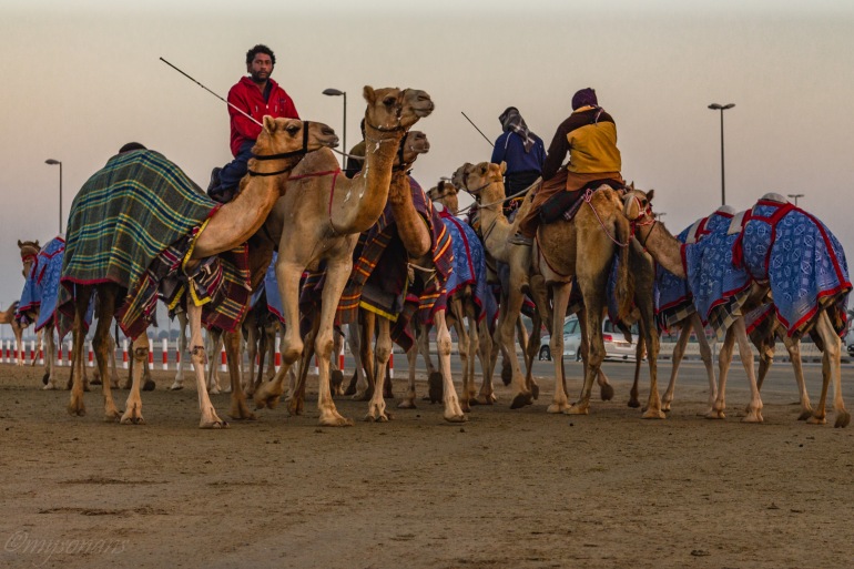 camel-racing-0449