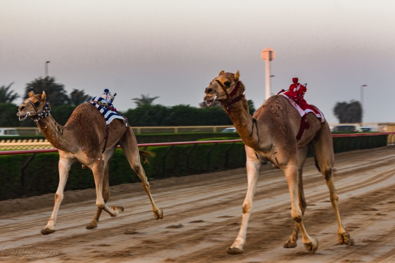 camel-racing-0457