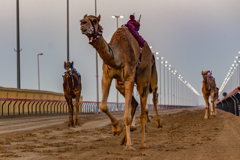 camel-racing-0460