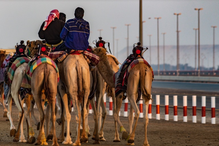 camel-racing-0465
