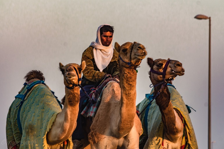 camel-racing-0467