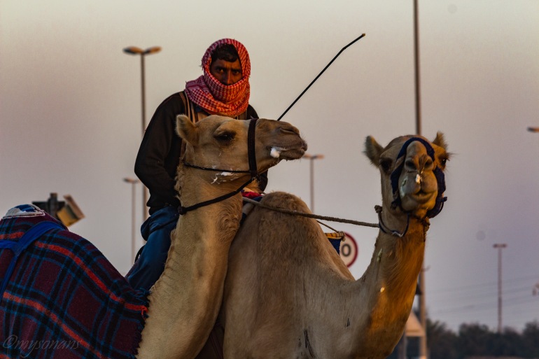 camel-racing-0471
