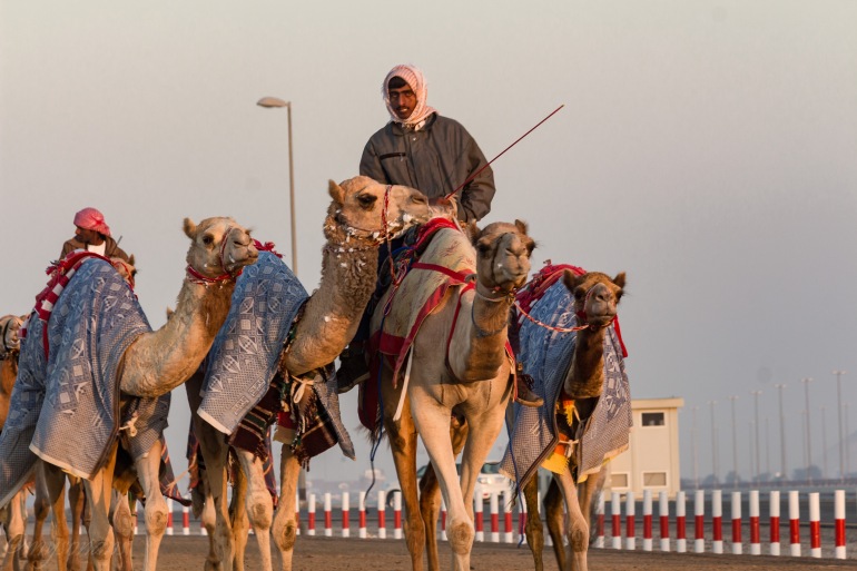 camel-racing-0476