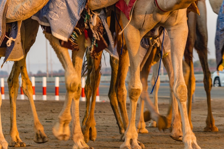 camel-racing-0478