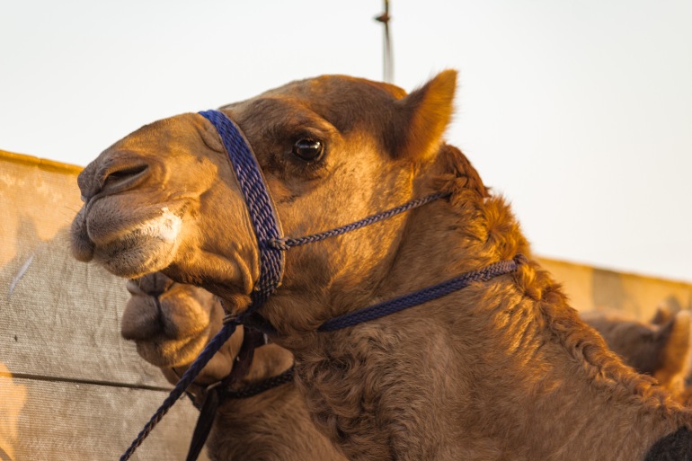 camel-racing-0495-2