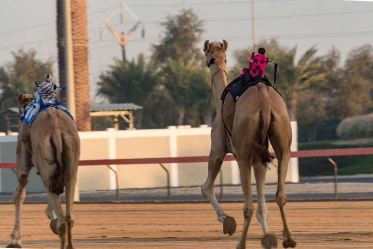 camel-racing-0500