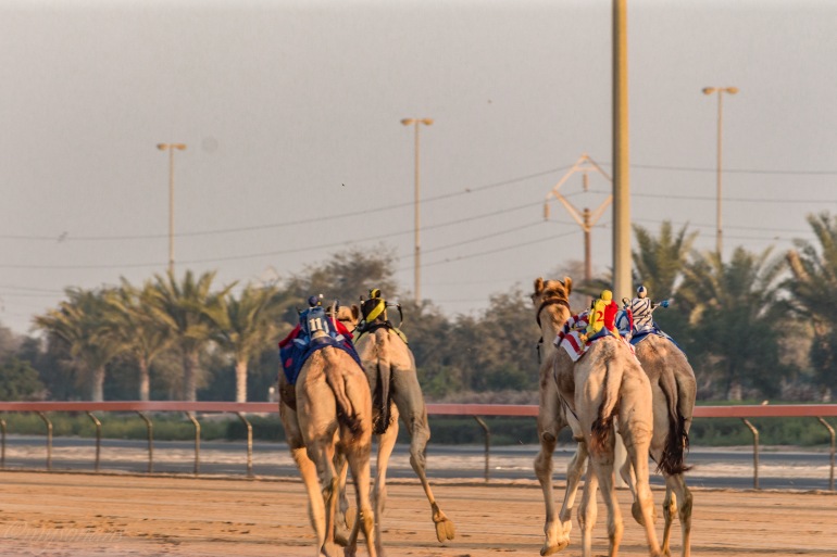 camel-racing-0501