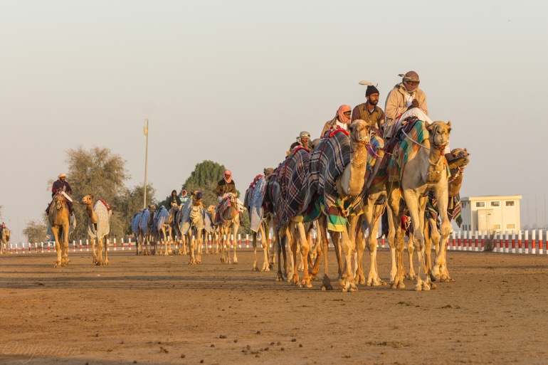 camel-racing-0503