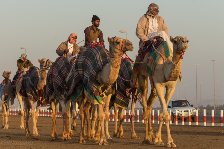camel-racing-0504