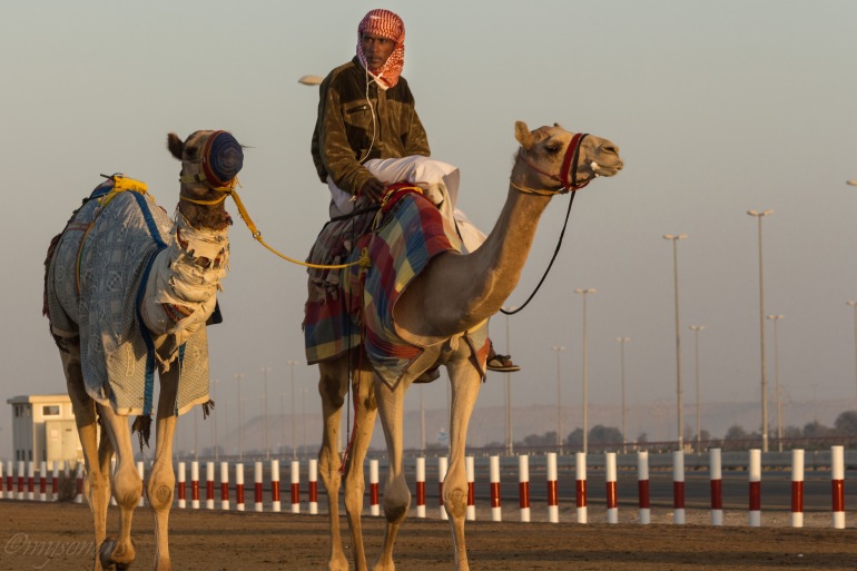 camel-racing-0507