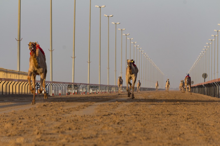 camel-racing-0532