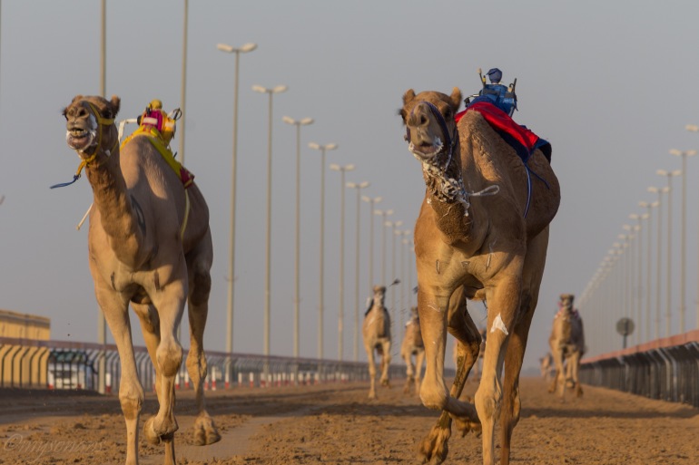 camel-racing-0537