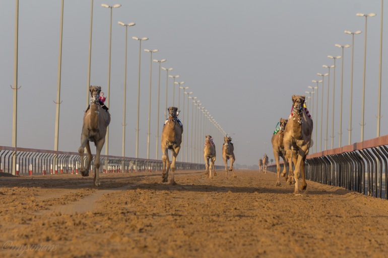 camel-racing-0541