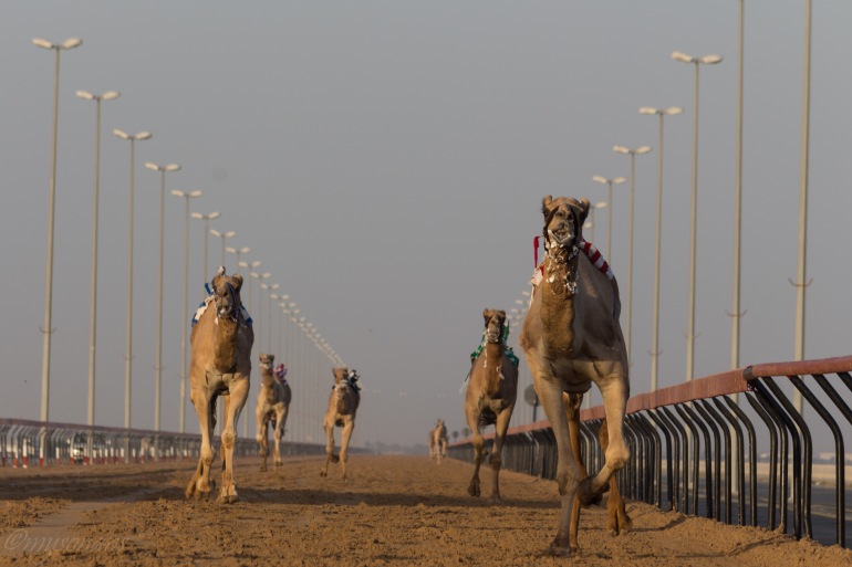 camel-racing-0542