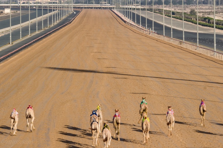 camel-racing-0638-2