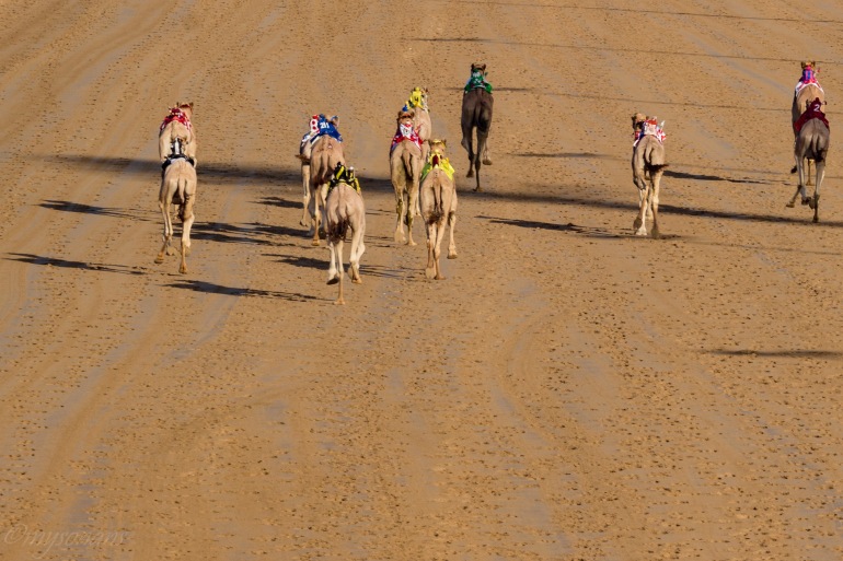 camel-racing-0643