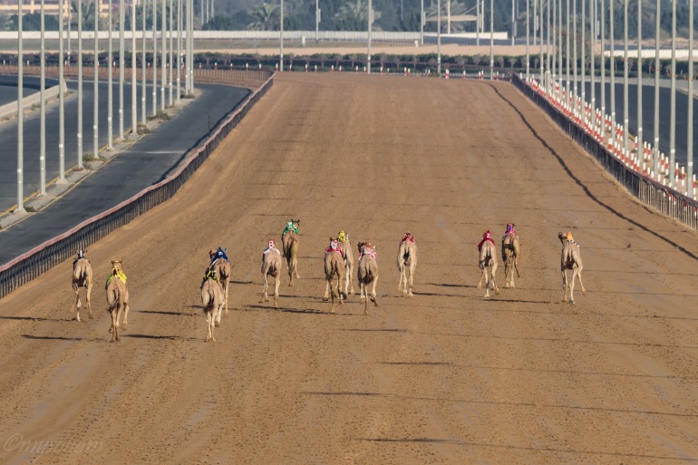 camel-racing-0653