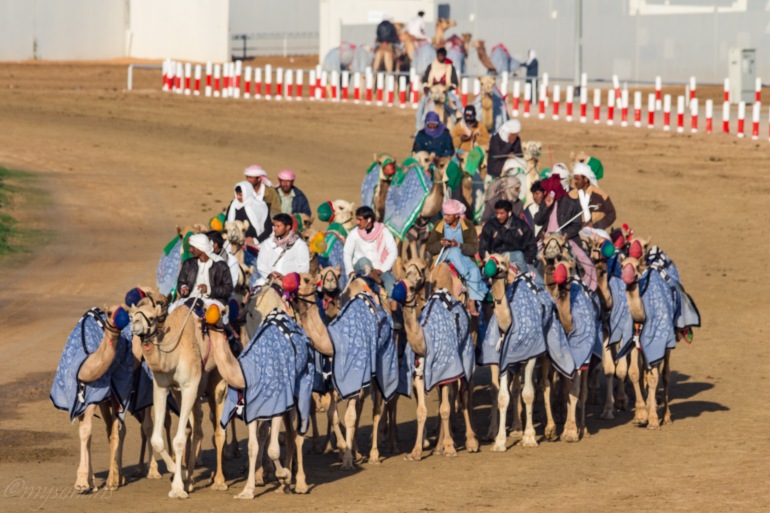 camel-racing-0660