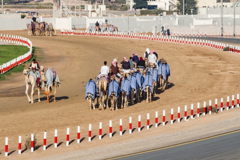 camel-racing-0664