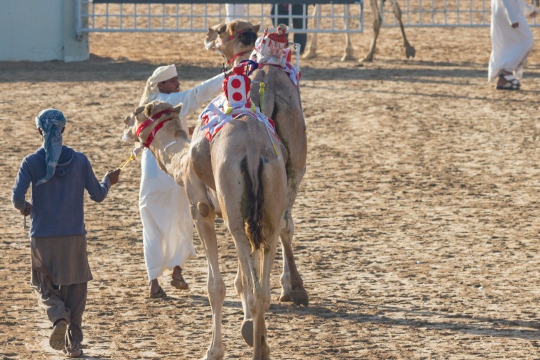 camel-racing-0726