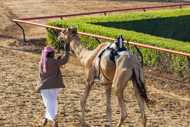 camel-racing-0734