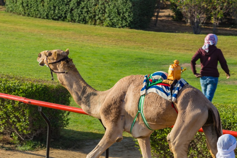 camel-racing-0739