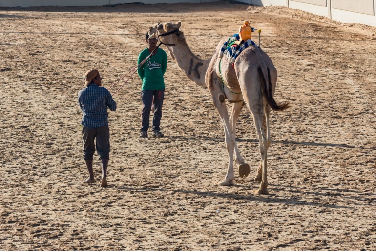 camel-racing-0740