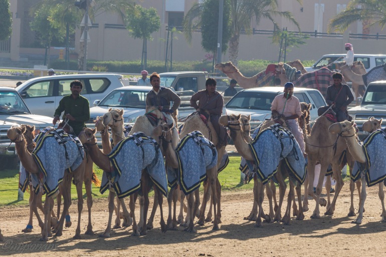 camel-racing-0763-2